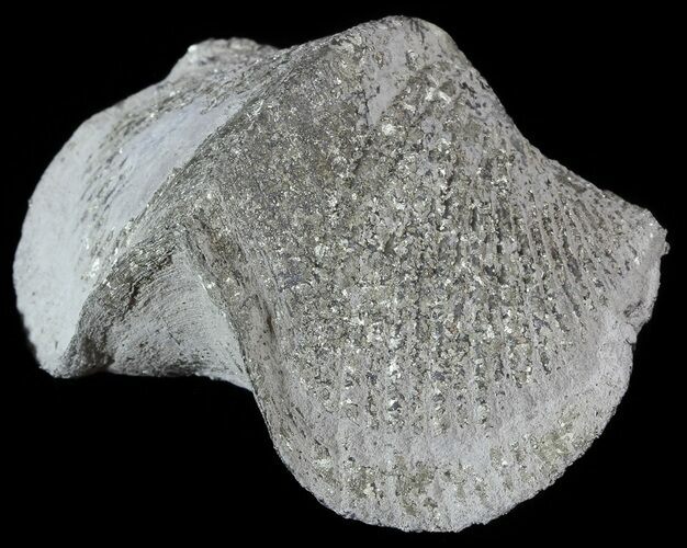 Pyrite Replaced Brachiopod (Paraspirifer) - Ohio #52704